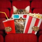 GATO CINE